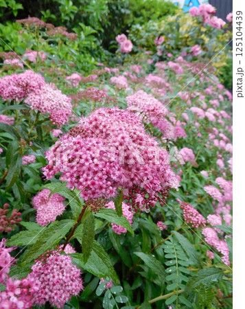 山下公園のシモツケ 125104439