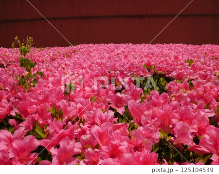 満開のツツジの花 125104539