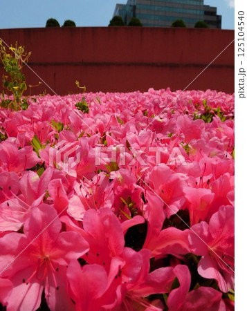 満開のツツジの花 125104540