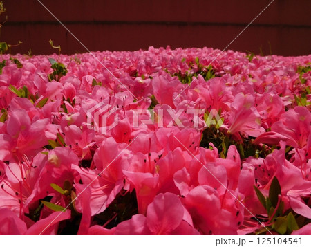 満開のツツジの花 満開のツツジの花 125104541