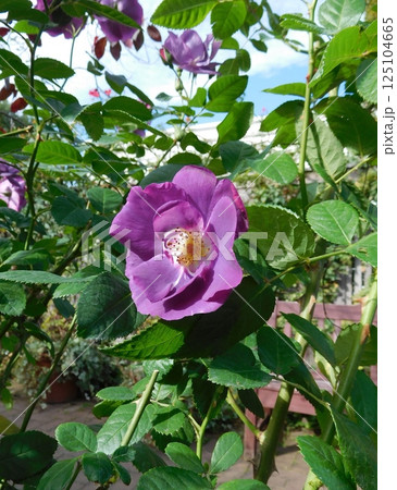 紫色のバラ　ラプソディーインブルー 125104665