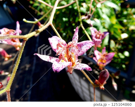 ピンクのホトトギスの花 ピンクのホトトギスの花 125104860