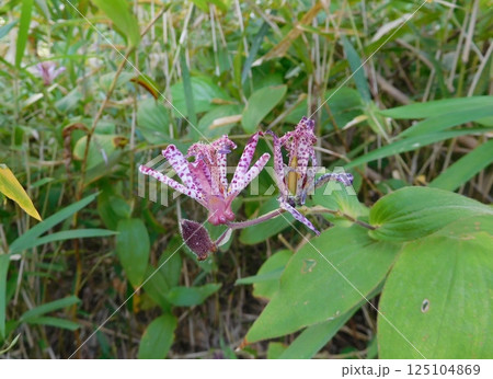 ピンクのホトトギスの花 ピンクのホトトギスの花 125104869