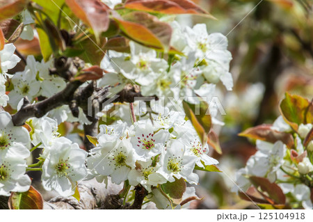 白い梨の花のクローズアップ 125104918