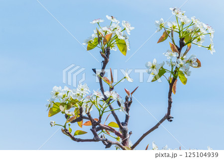 空と白い梨の花 空と白い梨の花 125104939