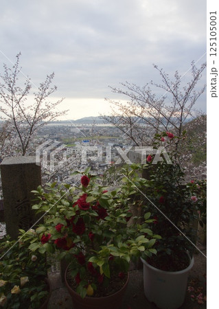 連島西浦の春　ソメイヨシノの季節　箆取神社 125105001