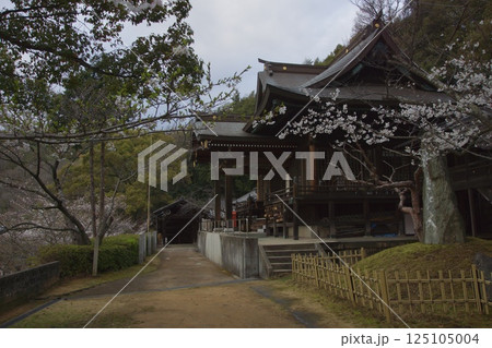 連島西浦の春　ソメイヨシノの季節　箆取神社 125105004