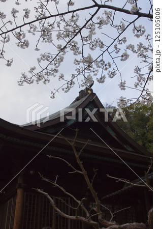 連島西浦の春　ソメイヨシノの季節　箆取神社 125105006