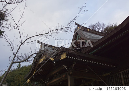 連島西浦の春　ソメイヨシノの季節　箆取神社 125105008