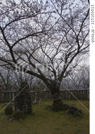 連島西浦の春　ソメイヨシノの季節　箆取神社 125105013