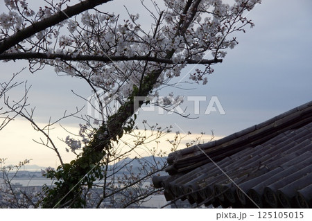 連島西浦の春　ソメイヨシノの季節　箆取神社 125105015