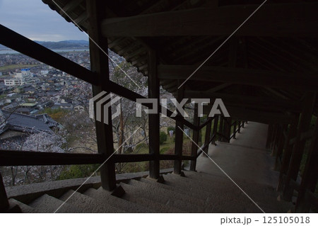 連島西浦の春 ソメイヨシノの季節 箆取神社 連島西浦の春 ソメイヨシノの季節 箆取神社 125105018