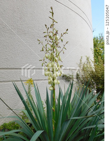 ユッカ キミガヨランの花 ユッカ キミガヨランの花 125105047