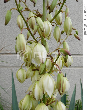 ユッカ　キミガヨランの花 125105052