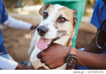 Pets, vet and doctors hands with a dog at a community charity center for homeless dogs and sick animals. Veterinary, volunteer and social workers working on helping puppies with medical healthcare 125105154