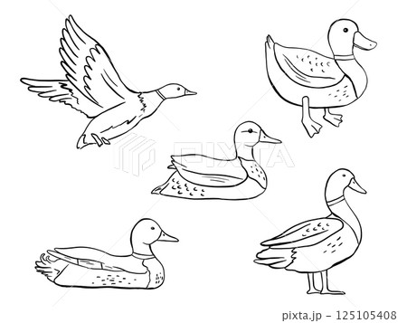 Outline standing, swimming and flying duck. Vector line illustration pond bird isolated on white background. Duckling doodles set 125105408