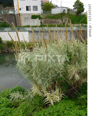 ヨシ　鶴ヶ峰　帷子川 125105507