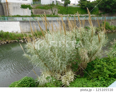 ヨシ 鶴ヶ峰 帷子川 ヨシ 鶴ヶ峰 帷子川 125105510