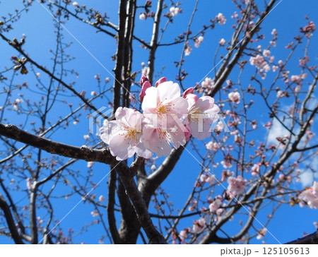 河津桜 125105613