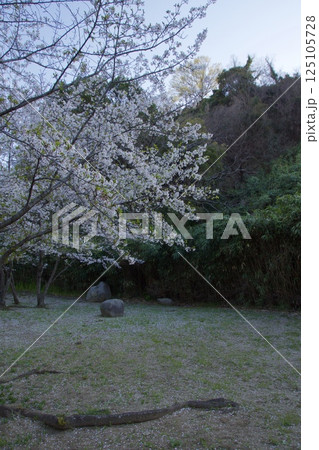 水島 亀島山 満開のソメイヨシノの春 水島 亀島山 満開のソメイヨシノの春 125105728