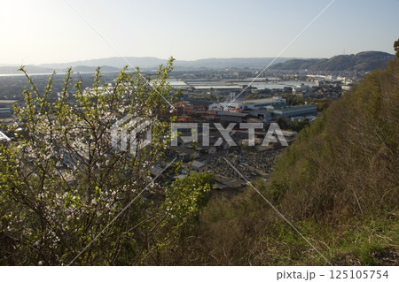 水島 亀島山 満開のソメイヨシノの春 水島 亀島山 満開のソメイヨシノの春 125105754
