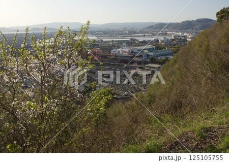 水島 亀島山 満開のソメイヨシノの春 水島 亀島山 満開のソメイヨシノの春 125105755
