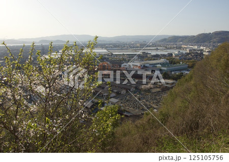水島 亀島山 満開のソメイヨシノの春 水島 亀島山 満開のソメイヨシノの春 125105756