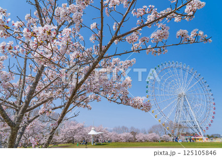 愛・地球博記念公園、大観覧車と満開の桜〈愛知県長久手市〉 愛・地球博記念公園、大観覧車と満開の桜〈愛知県長久手市〉 125105846