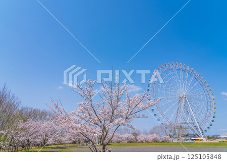 愛・地球博記念公園、大観覧車と満開の桜〈愛知県長久手市〉 125105848