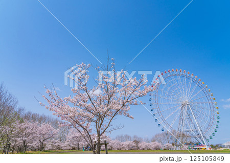 愛・地球博記念公園、大観覧車と満開の桜〈愛知県長久手市〉 125105849