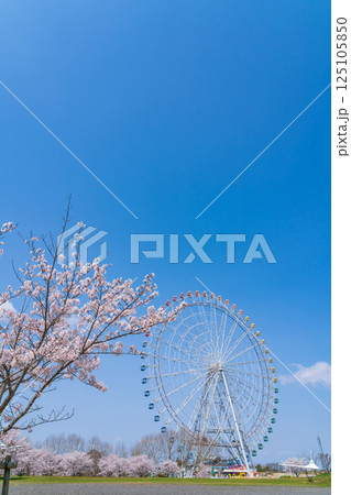 愛・地球博記念公園、大観覧車と満開の桜〈愛知県長久手市〉 125105850