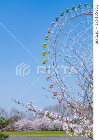 愛・地球博記念公園、大観覧車と満開の桜〈愛知県長久手市〉 125105851