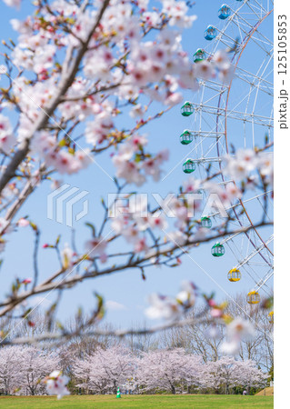 愛・地球博記念公園、大観覧車と満開の桜〈愛知県長久手市〉 愛・地球博記念公園、大観覧車と満開の桜〈愛知県長久手市〉 125105853