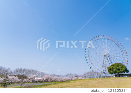 愛・地球博記念公園、大観覧車と満開の桜〈愛知県長久手市〉 125105854