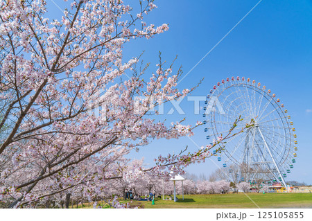 愛・地球博記念公園、大観覧車と満開の桜〈愛知県長久手市〉 125105855