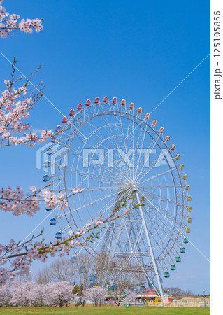 愛・地球博記念公園、大観覧車と満開の桜〈愛知県長久手市〉 125105856