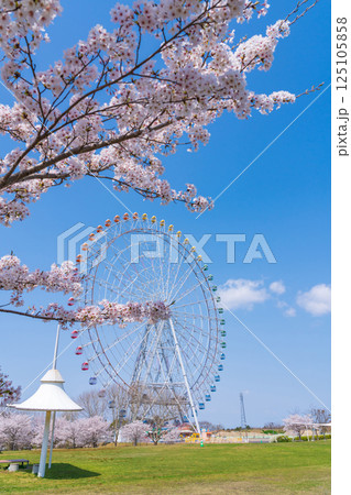 愛・地球博記念公園、大観覧車と満開の桜〈愛知県長久手市〉 愛・地球博記念公園、大観覧車と満開の桜〈愛知県長久手市〉 125105858