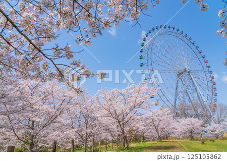 愛・地球博記念公園、大観覧車と満開の桜〈愛知県長久手市〉 125105862