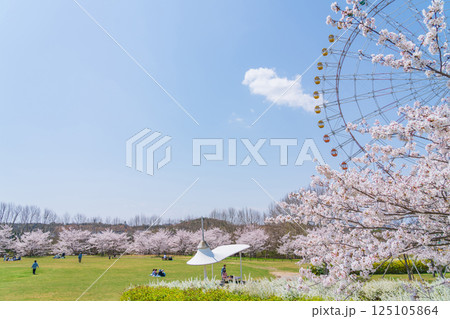 愛・地球博記念公園、大観覧車と満開の桜〈愛知県長久手市〉 愛・地球博記念公園、大観覧車と満開の桜〈愛知県長久手市〉 125105864
