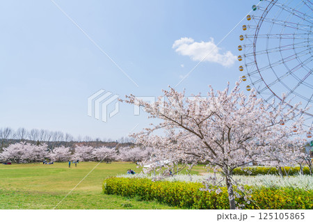 愛・地球博記念公園、大観覧車と満開の桜〈愛知県長久手市〉 125105865