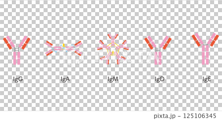 5 types of immunoglobulin set/pink color 125106345
