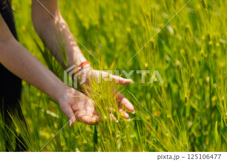 Female hands and green ears of wheat in the field 125106477
