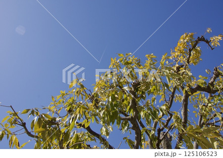 倉敷の風景　駅前から倉敷中央通り 125106523