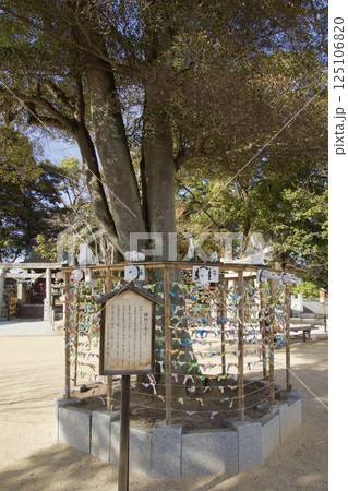 倉敷美観地区 春宵まつりの一日 梅の季節 倉敷美観地区 春宵まつりの一日 梅の季節 125106820