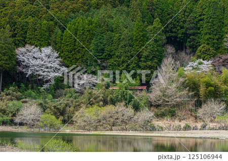 湖の周囲を彩る千本桜 125106944