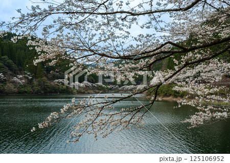 湖の周囲を彩る千本桜 125106952