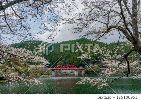 湖の周囲を彩る千本桜 125106953