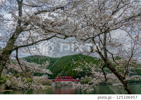 湖の周囲を彩る千本桜 湖の周囲を彩る千本桜 125106957