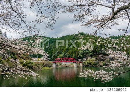 湖の周囲を彩る千本桜 湖の周囲を彩る千本桜 125106961