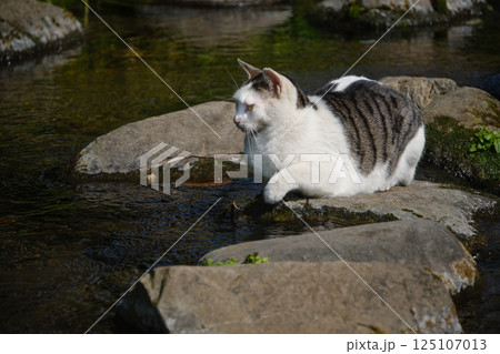川の岩の上で鴨を狙ってるキジトラ柄とぶち猫柄の野良猫 125107013